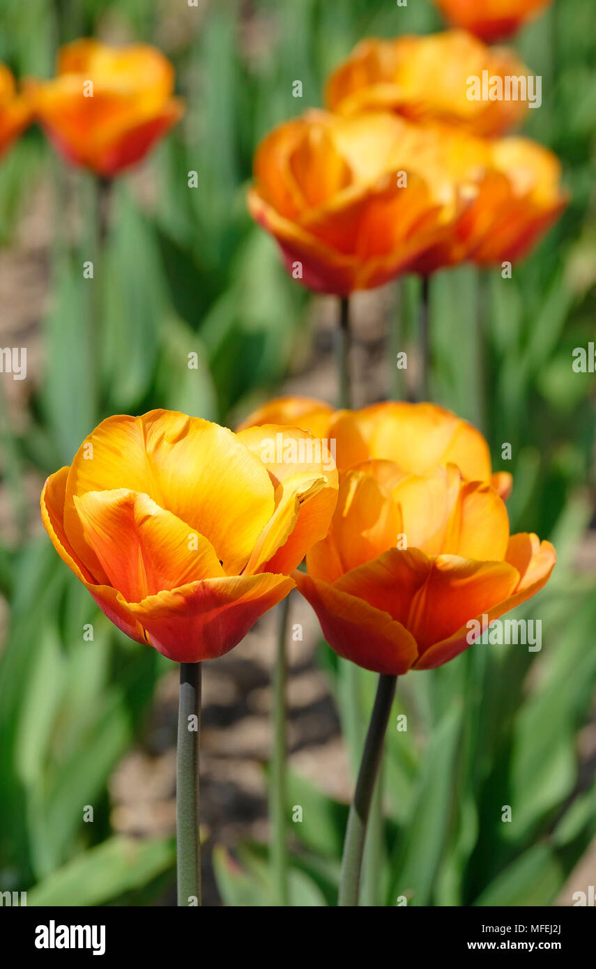 Lo zucchero di canna tulipani nel giardino inglese, Norfolk, Inghilterra Foto Stock