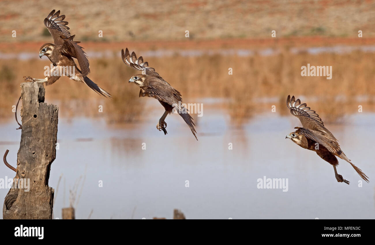 Brown Falcon (Falco berigora), fam. Falconidae, Time-lapse fotografia di uccelli di sbarco [300ms betweem scatti], Andado Station, Northern Territory, Austr Foto Stock