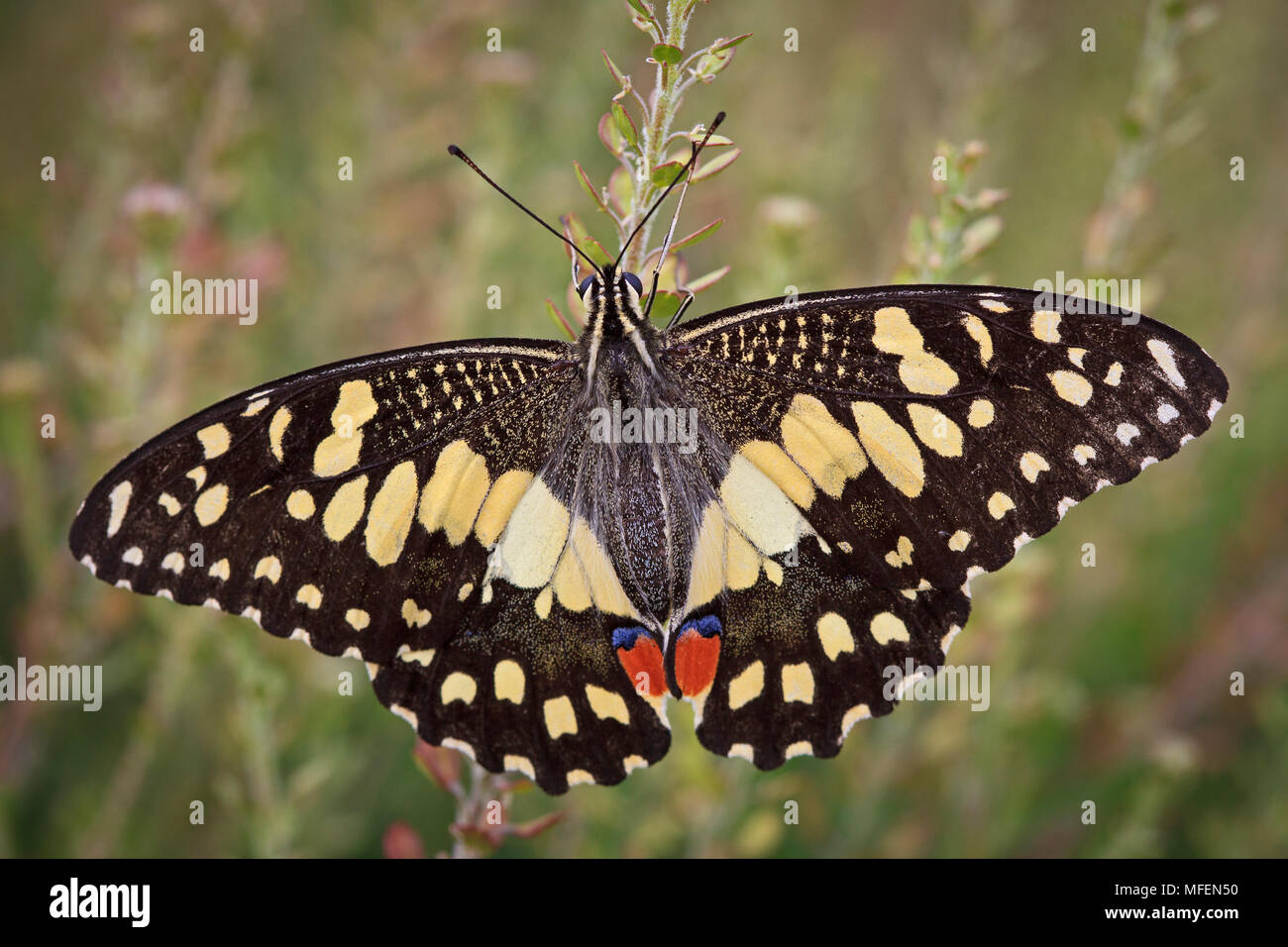 A coda di rondine a scacchi (Papilio demoleus), fam. Papilionidae, maschio, stazione Andado, Territorio del Nord, l'Australia Foto Stock