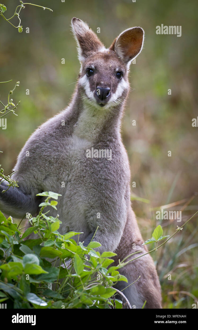 Whiptail Wallaby [piuttosto faccia Wallaby] (Macropus parryi), fam. Macropodidae, maschio, Carnarvon National Park, Queenland, Australia Foto Stock