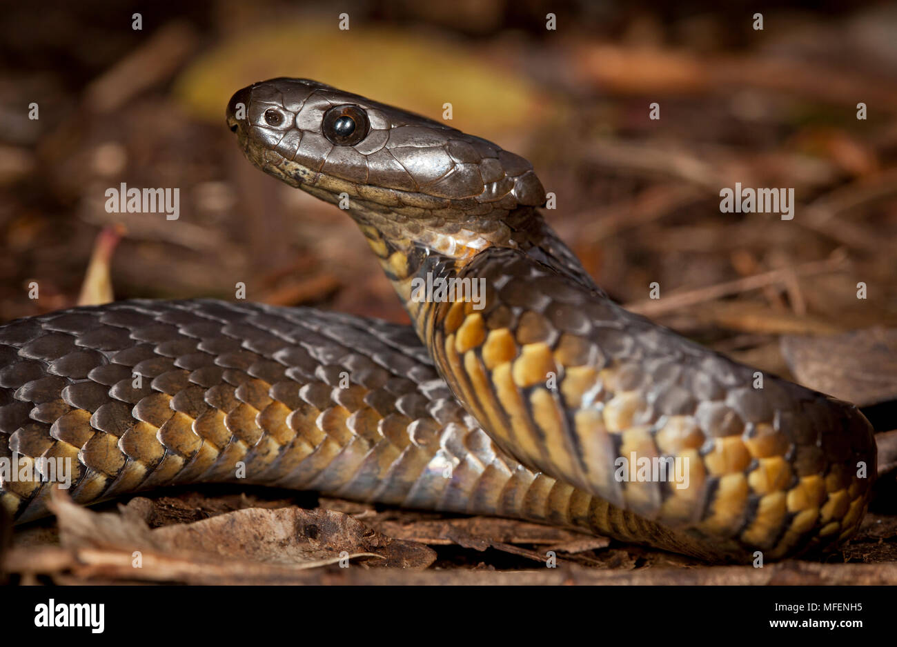 Black Tiger Snake (Notechis ater), fam. Elapidae, altamente velenosi snake, Bruny Island, Tasmania, Australia Foto Stock