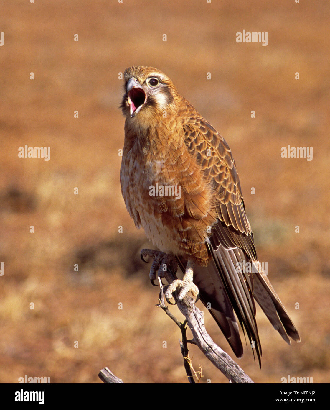 Brown Falcon (Falco berigora), fam. Falconidae, questo individuo è regurgitating un pellet di undigestable cibo, Astrebla Downs National Park, Queensla Foto Stock