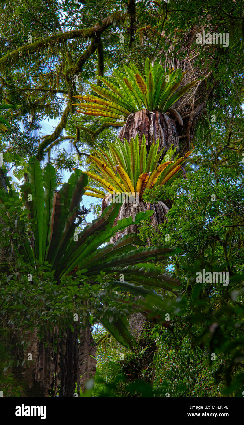 Crow's Nest (felci Asplenium australasicum), Dorrigo National Park, New South Wales, Australia Foto Stock