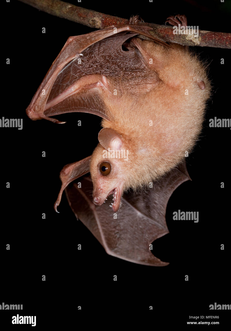 Fiore orientale Bat (Syconycteris australis), fam. Pteropodidae, Chirotteri, animale è stato catturato e rilasciato durante la fauna sondaggio, Mission Beach, Regina Foto Stock