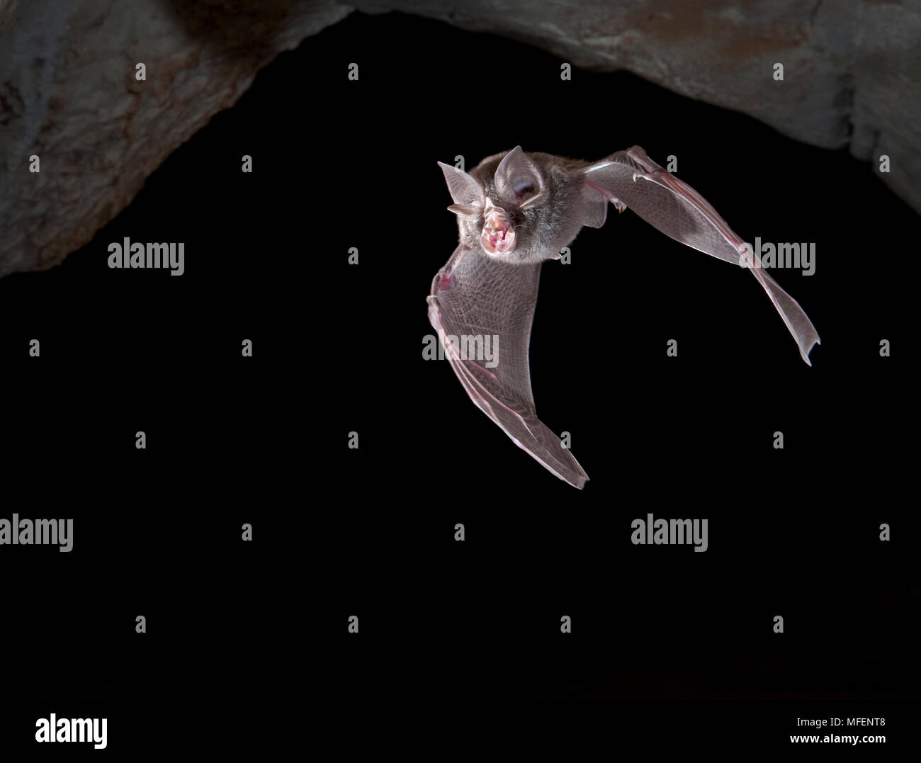 Ferro di Cavallo orientale Bat (Rhinolophus megaphyllus), fam. Rhinolophidae, Chirotteri, Bat lasciando il suo roost grotta al crepuscolo, Ashford Grotte, Kwiamble National Foto Stock