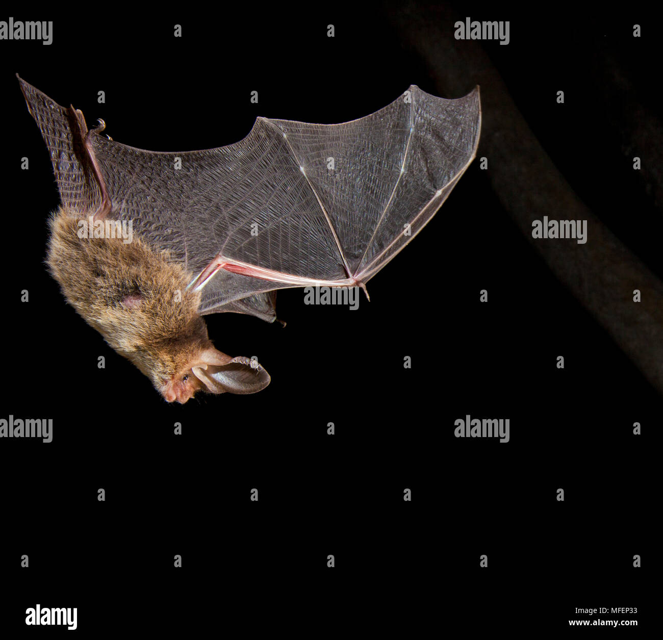 Minor tempo-eared Bat (Nyctophylus geoffroyi), fam. Vespertilionidae, Chirotteri, Bat lasciando il suo posatoio, Kangaroo Island, South Australia, Australia Foto Stock