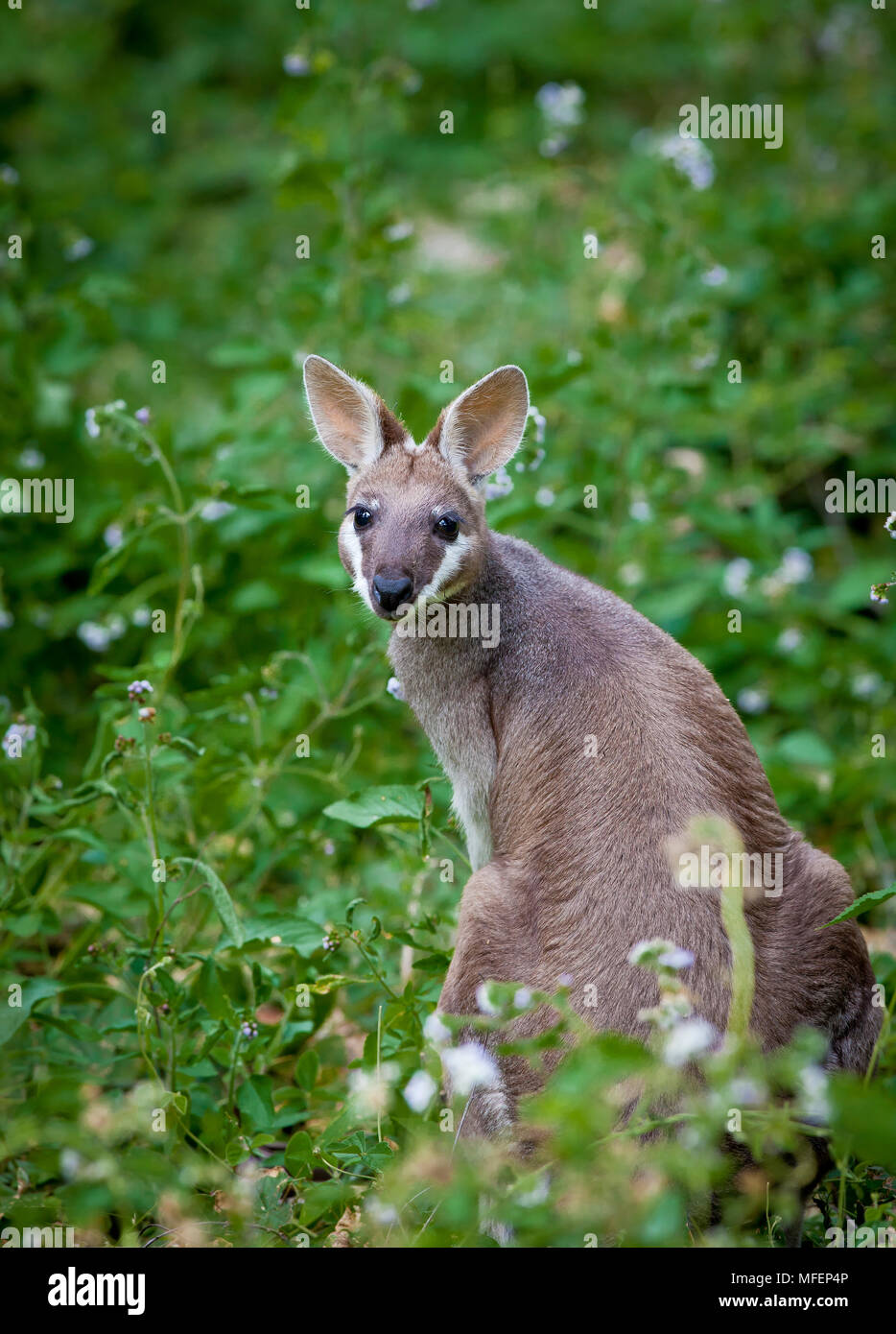 Whiptail Wallaby [piuttosto faccia Wallaby] (Macropus parryi), fam. Macropodidae, Marsupilia, Femmina, Carnarvon National Park, Queenland, Australia Foto Stock