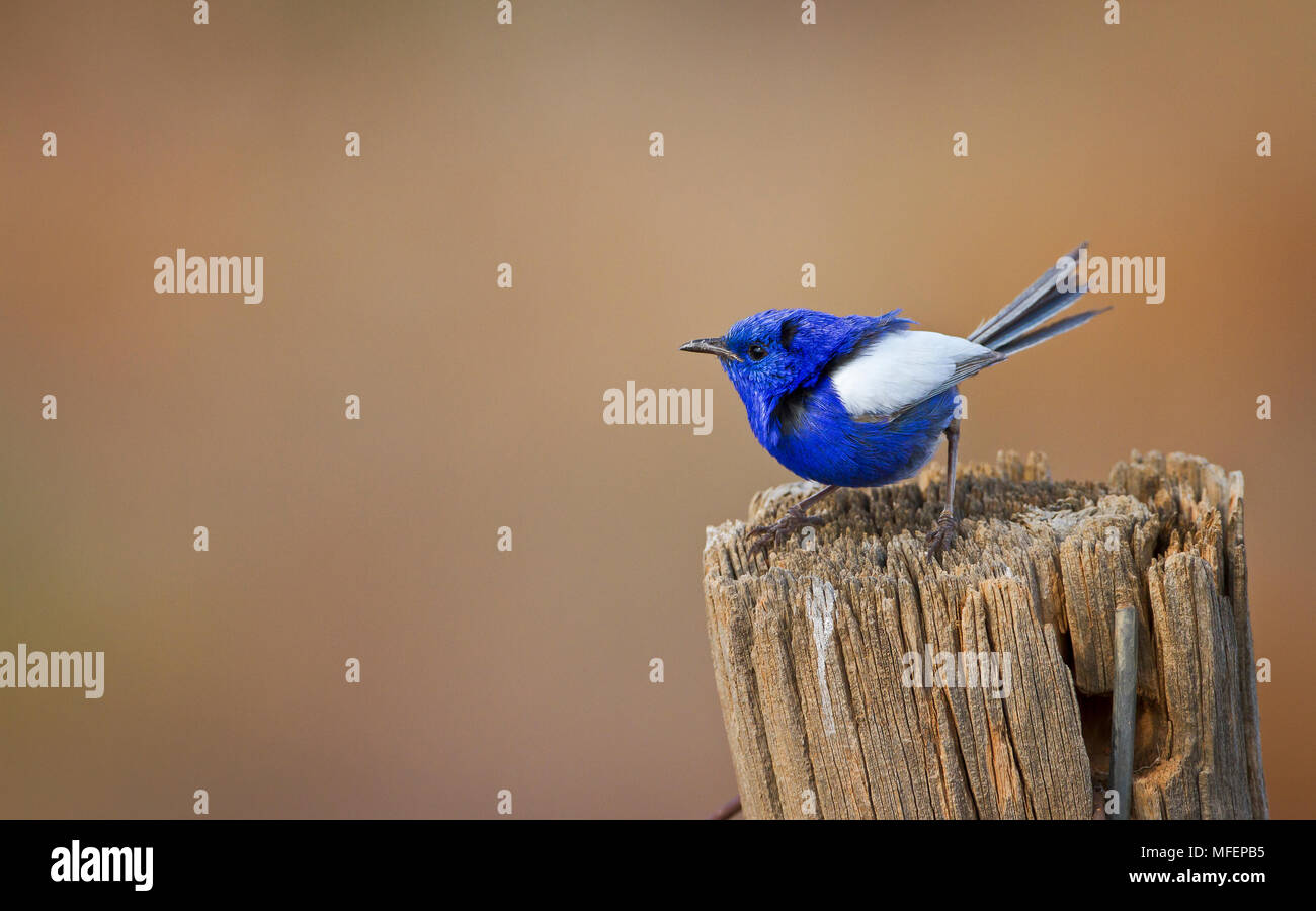 Bianco-winged Fairy-wren (Malurus leucopterus), maschio in allevamento piumaggio, stazione Mulyangarie, South Australia, Australia Foto Stock