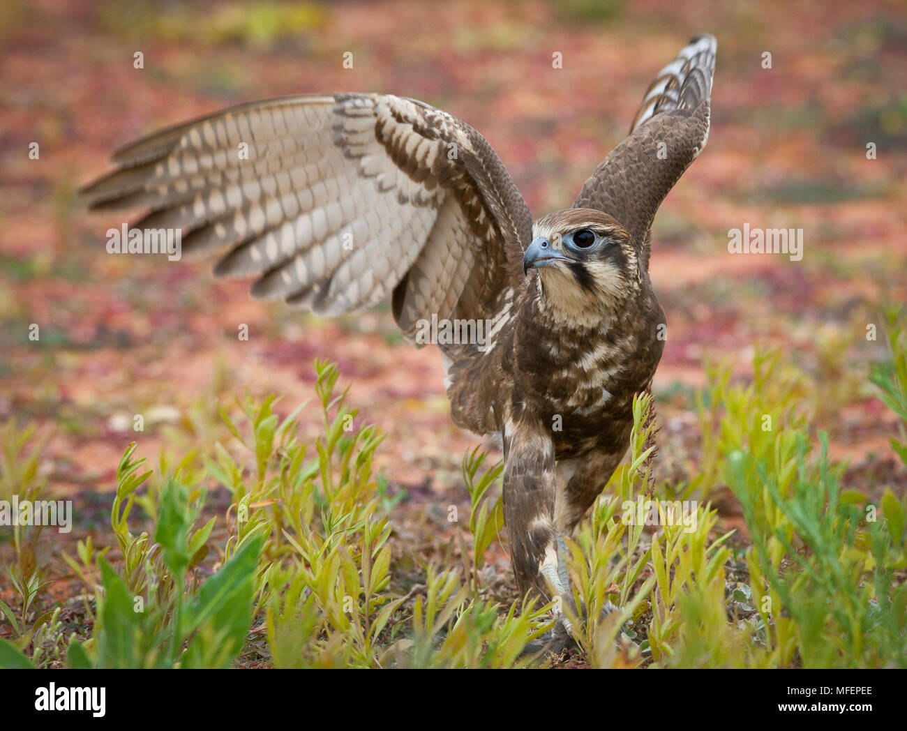 Brown Falcon (Falco berigora), fam. Falconidae, Andado Station, Territorio del Nord, l'Australia Foto Stock