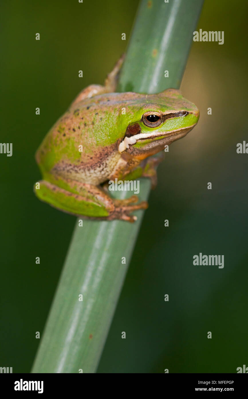 Treefrog nana (Litoria fallax), fam. Hylidae, Oxley Wild River National Park, New South Wales, Australia Foto Stock