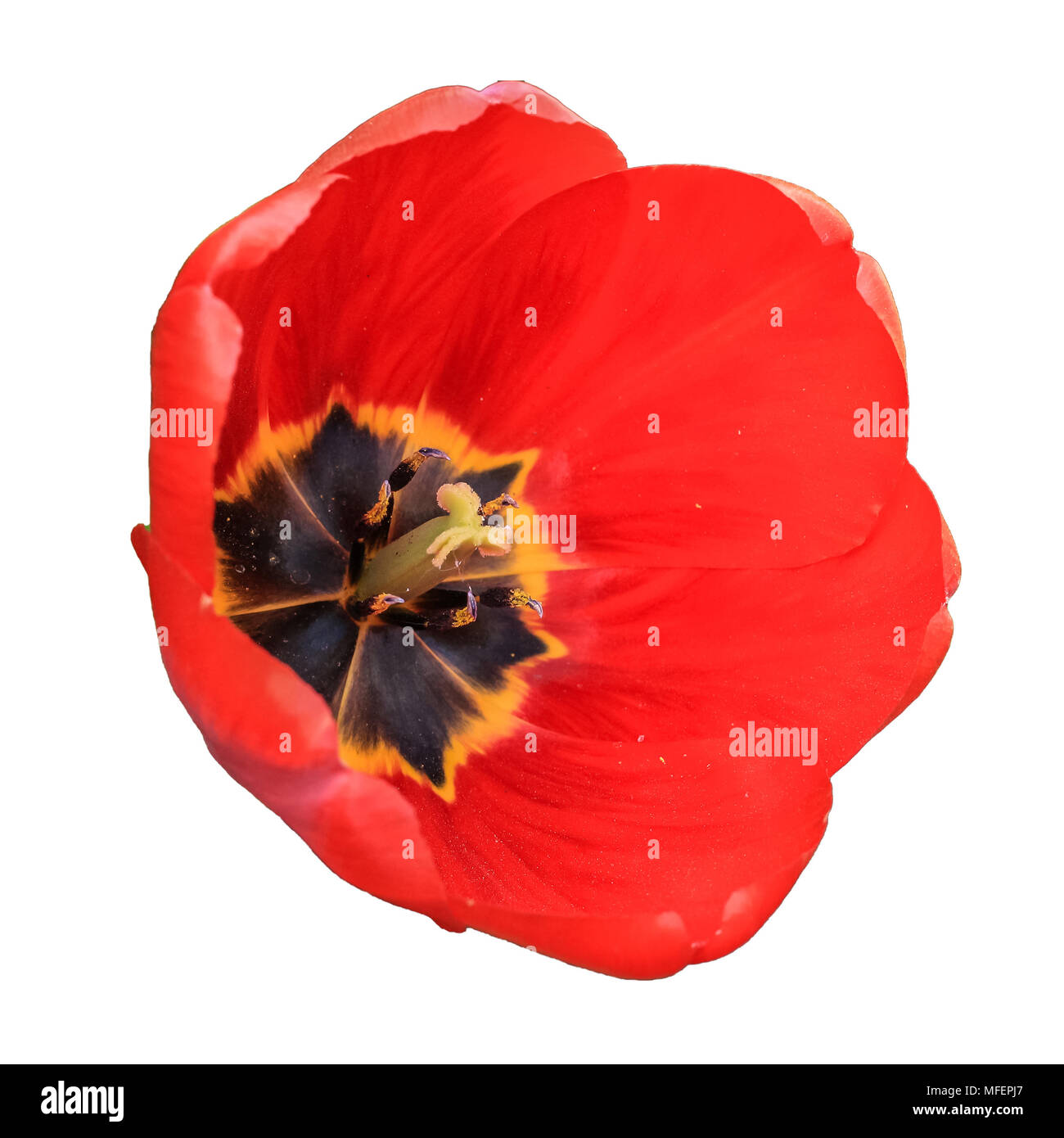 Flower tulipani isolato. Foto Stock