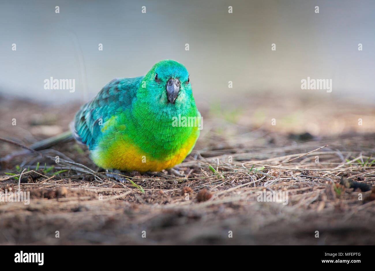 Rosso-rumped Parrot (Psephotus haematonotus), Fam, pappagalli, maschio, Armidale, Nuovo Galles del Sud, Australia Foto Stock
