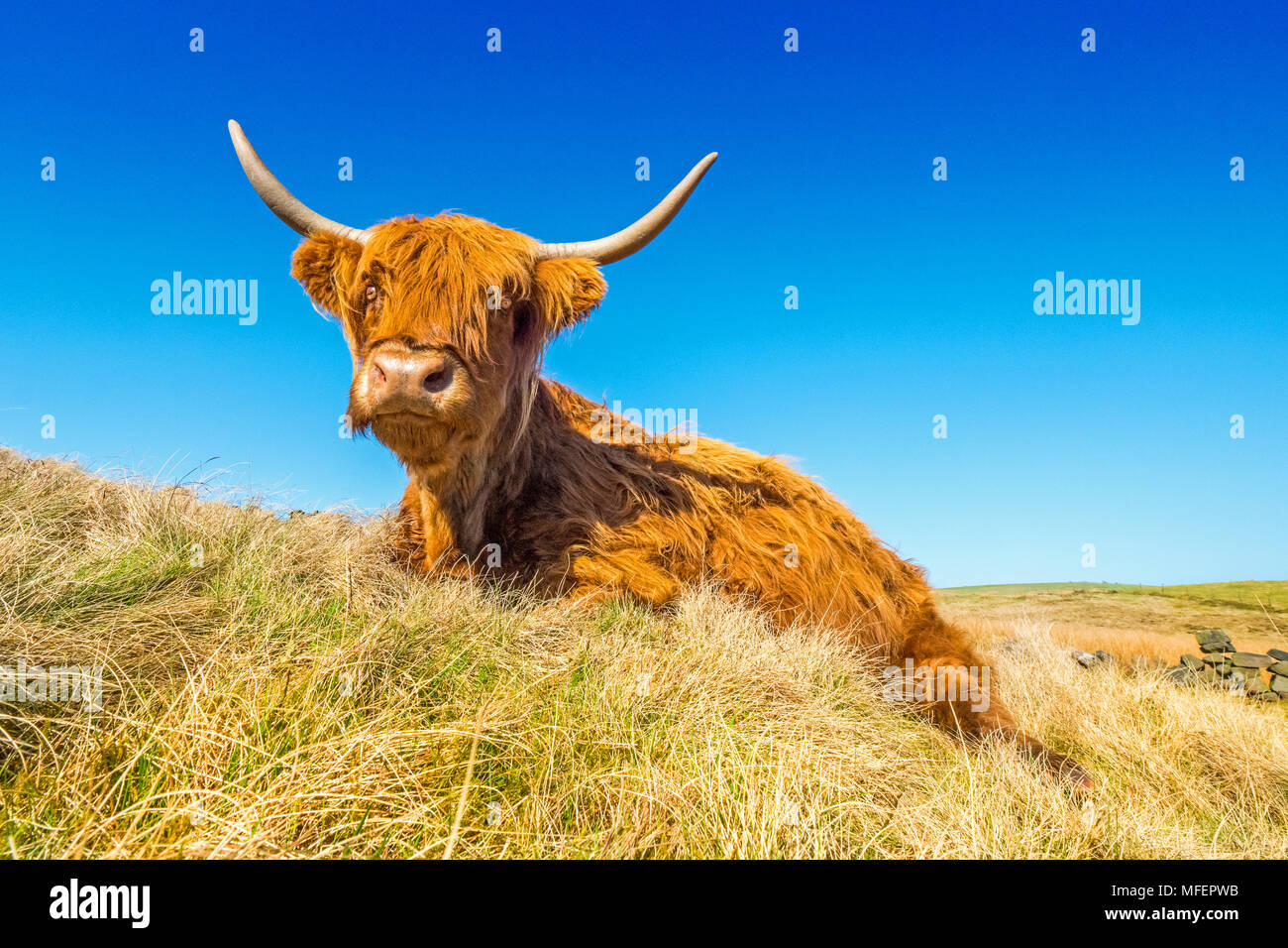Biglietto Di Auguri Maturi Con Mucca Delle Highlands | Ecologico E Fatto A Mano In UK