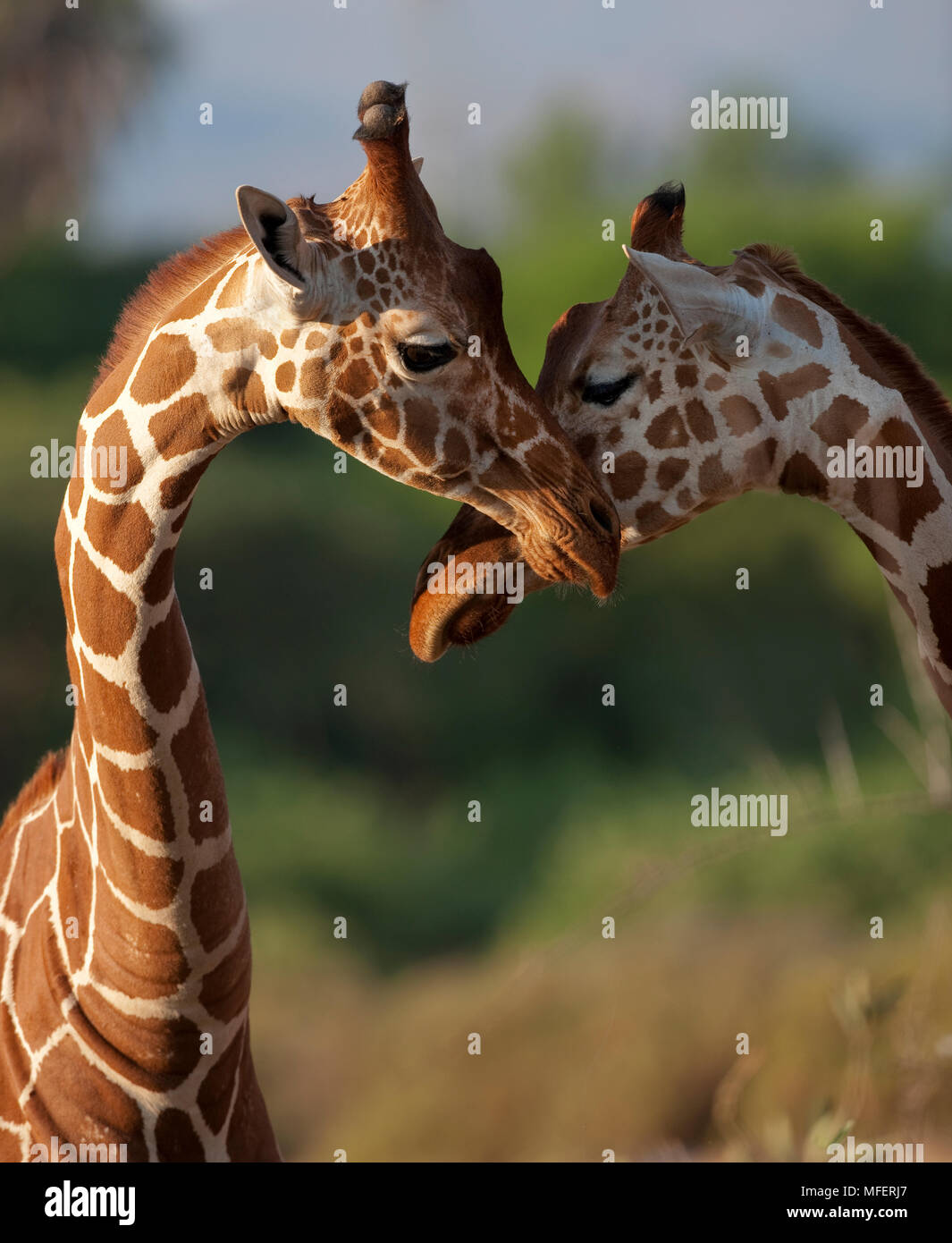 Le giraffe reticolate, la giraffa reticulata; Samburu Riserva nazionale del Kenya. Foto Stock