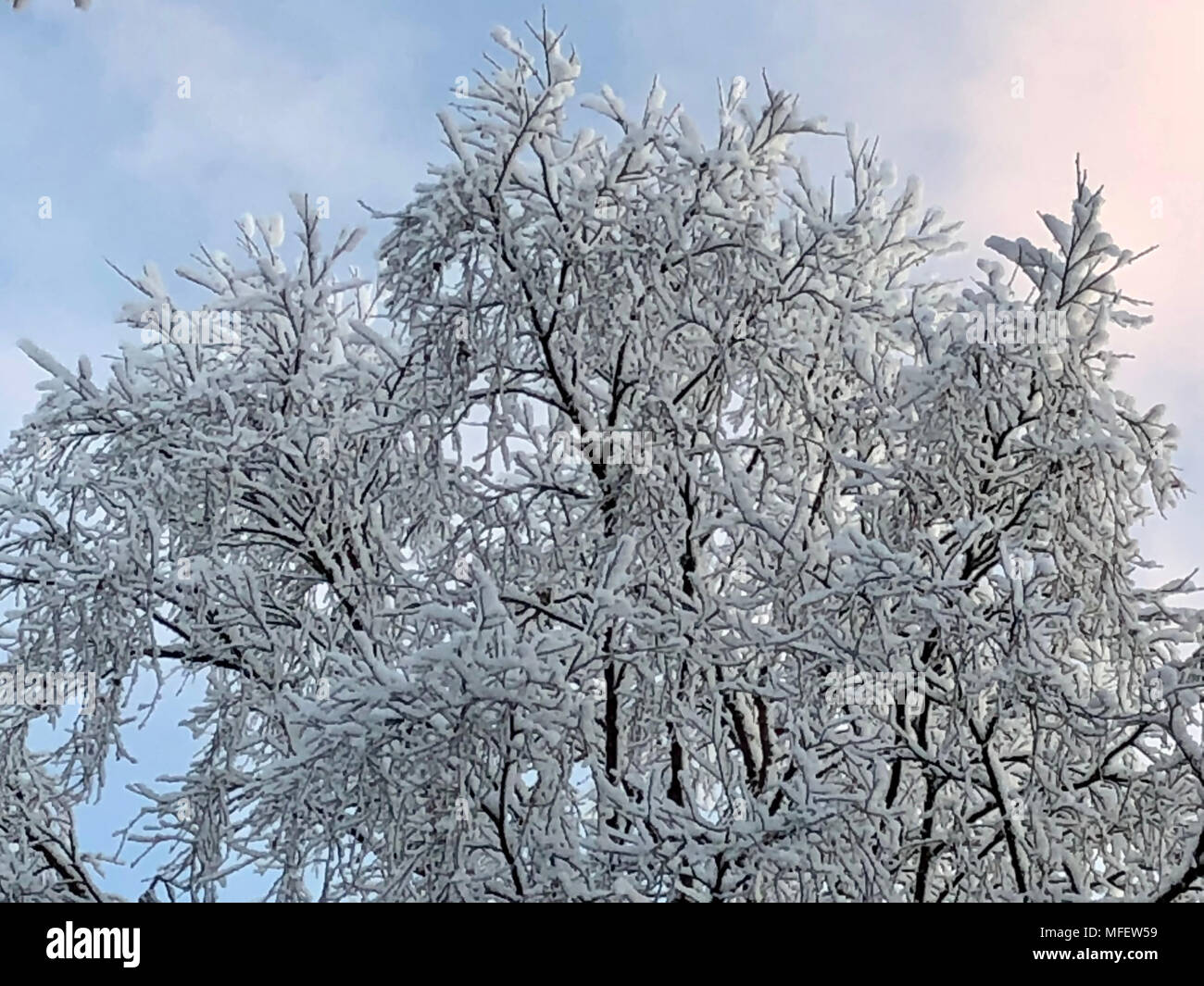 Albero nella neve contro un cielo blu con nuvole Foto Stock