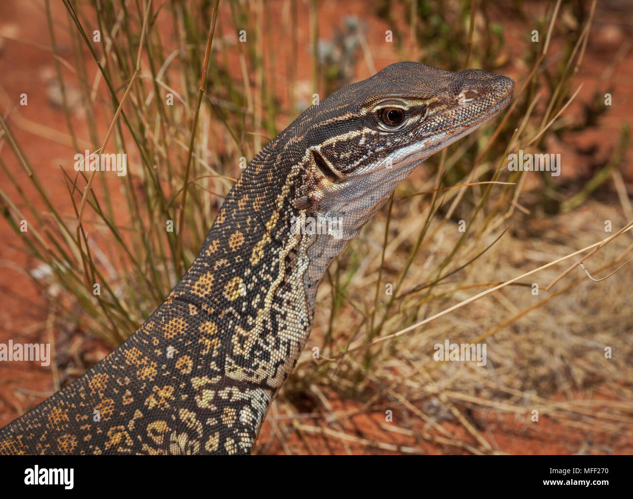 Monitor di sabbia (Varanus gouldii), fam. Varanidae, stazione Mulyangarie, South Australia, Australia Foto Stock