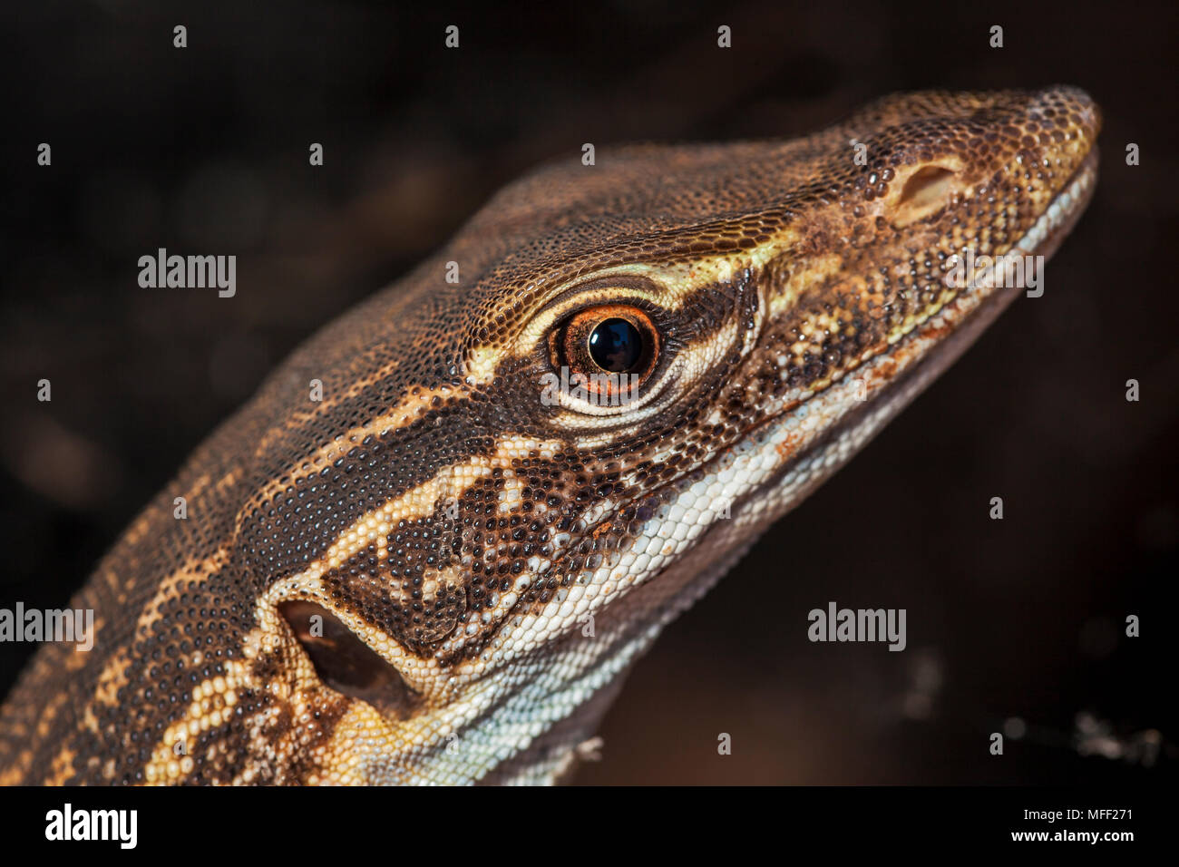 Monitor di sabbia (Varanus gouldii), fam. Varanidae, stazione Mulyangarie, South Australia, Australia Foto Stock