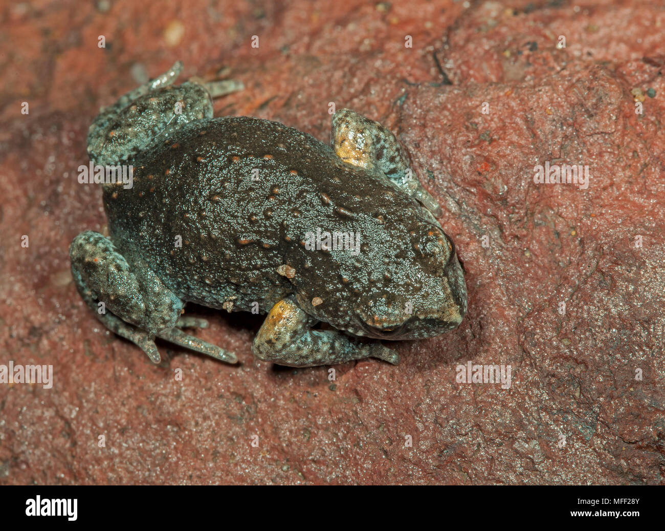Bibron's toadlet (Pseudophryne bibronii), fam. Myobatrachidae, Warrumbungles National Park, New South Wales, Australia Foto Stock