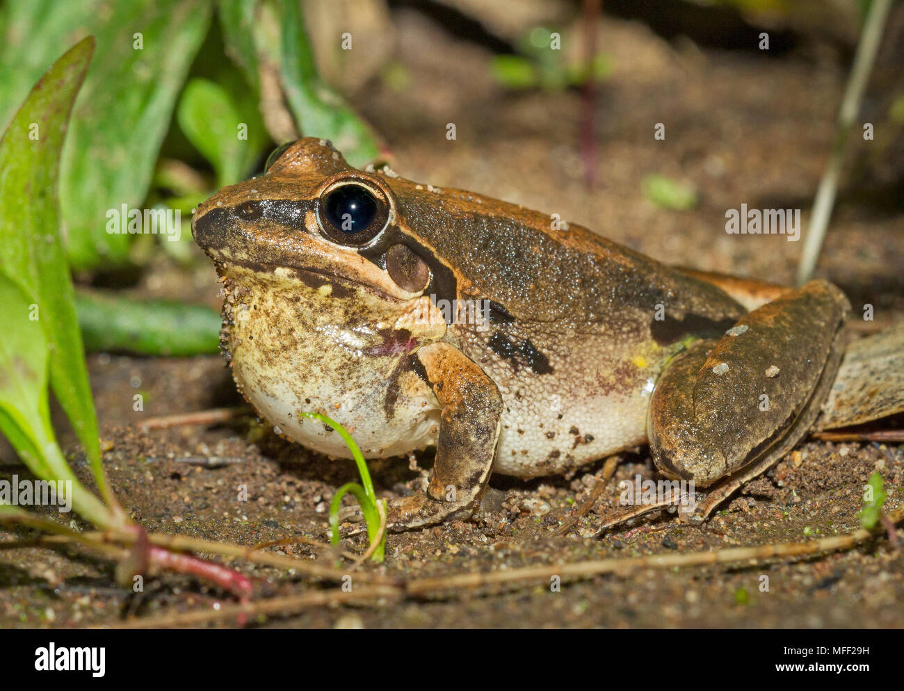 Boad-palmed frog (Litoria latopalmata),FAM. Hylidae, maschio chiamando, Warrumbungle National Park, New South Wales AUSTRALIA Foto Stock