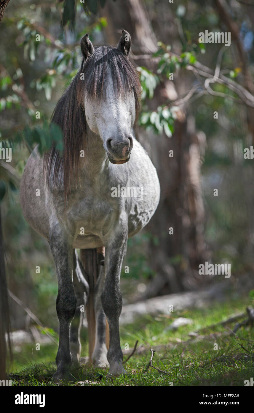 Brumbies, cavalli selvatici (Equus caballus), Stallone, Guy Fawkes National Park, New South Wales, Australia Foto Stock