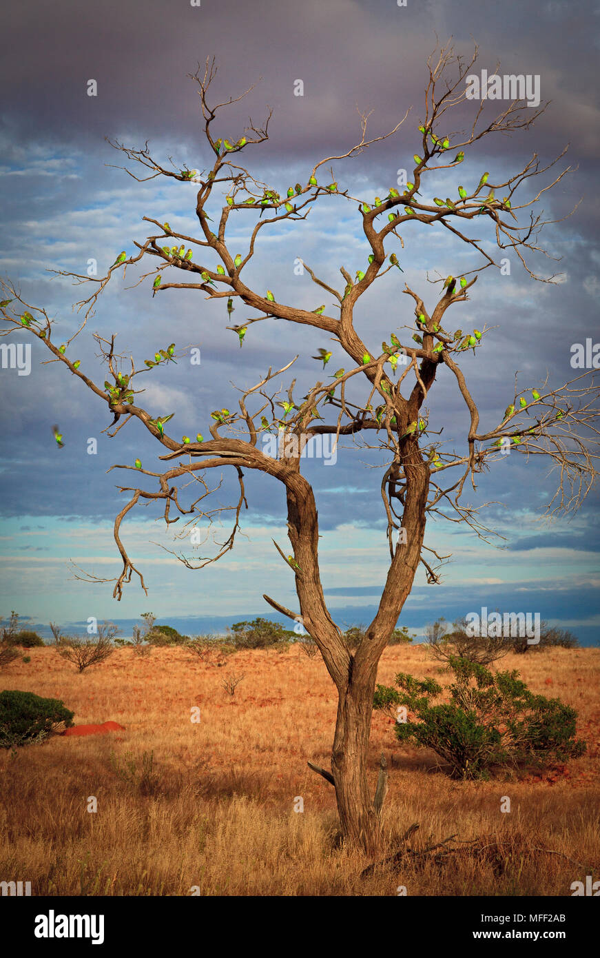 Budgerigar gregge in albero morto (Melopsittacus undulatus), fam. Pappagalli, Andado Station, Territorio del Nord, l'Australia Foto Stock