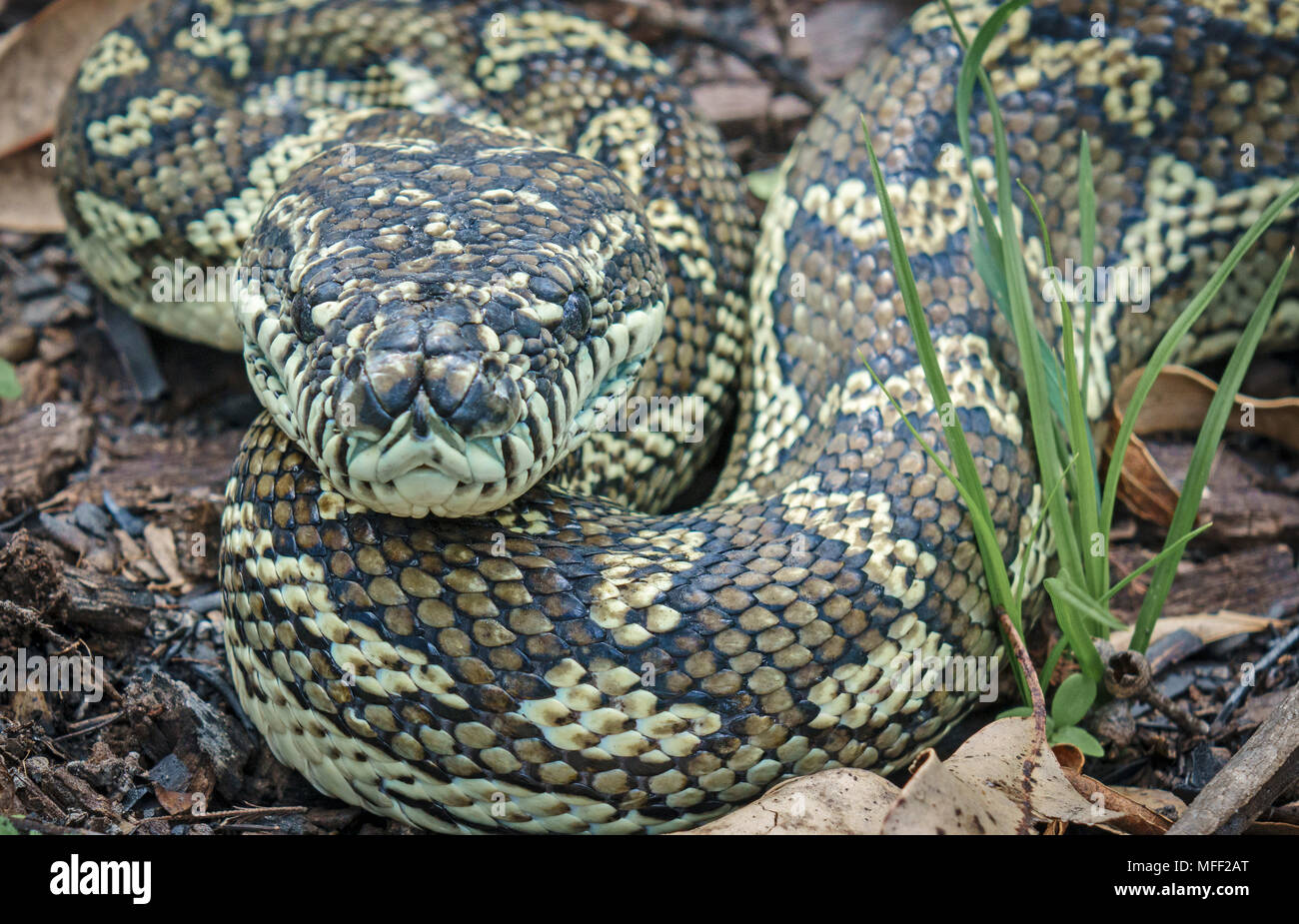 Tappeto Python (Morelia spilota variegata), fam. Boidae, Guy Fawkes National Park, New South Wales, Australia Foto Stock