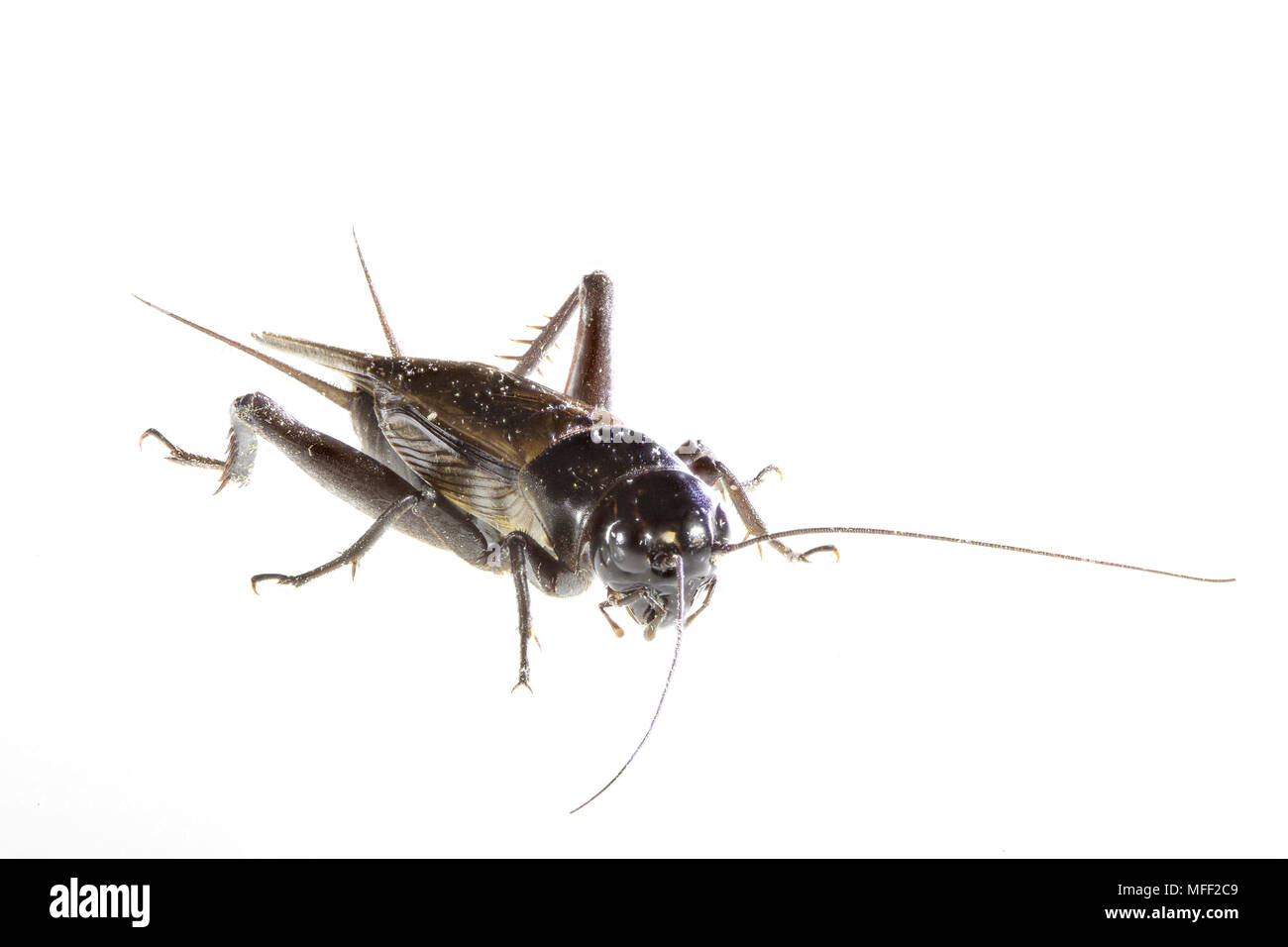 Il cricket, fam. Gryllidae, focus-impilati, Armidale, Nuovo Galles del Sud, Australia Foto Stock