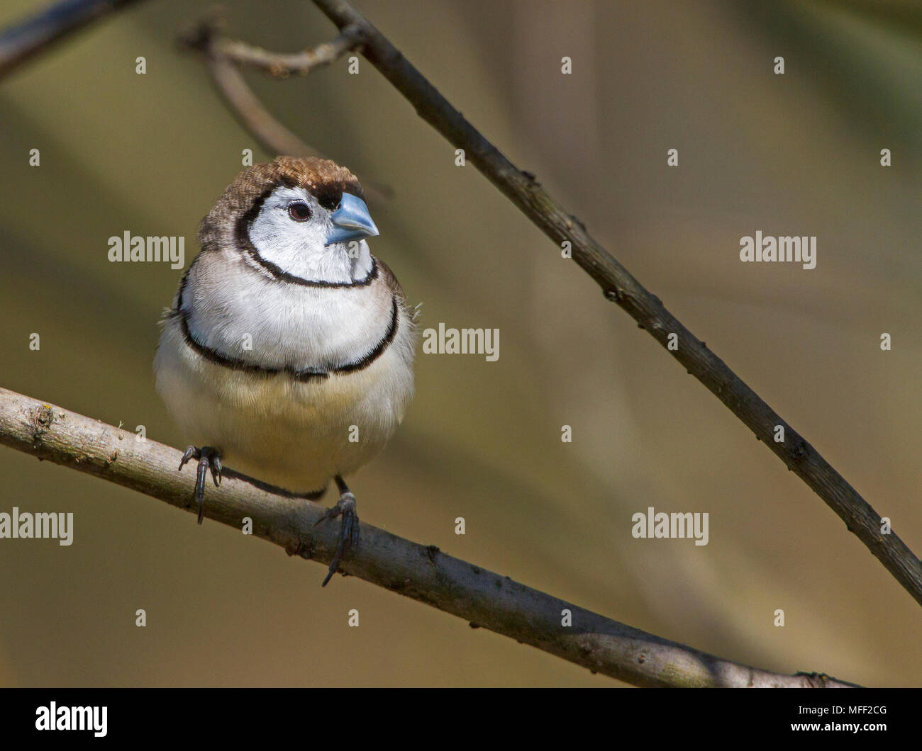 Fare doppio sbarrate Finch (Taeniopygia bichenovii), fam. Estrildidae, Oxley Wild River National Park, New South Wales, Australia Foto Stock