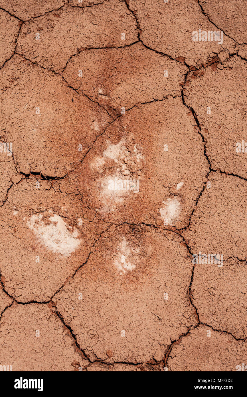 L'Uem tracce sulla coppa di argilla (Dromaius novaehollandiae), Fam.Casuariidae, stazione Mulyangarie, South Australia, Australia Foto Stock