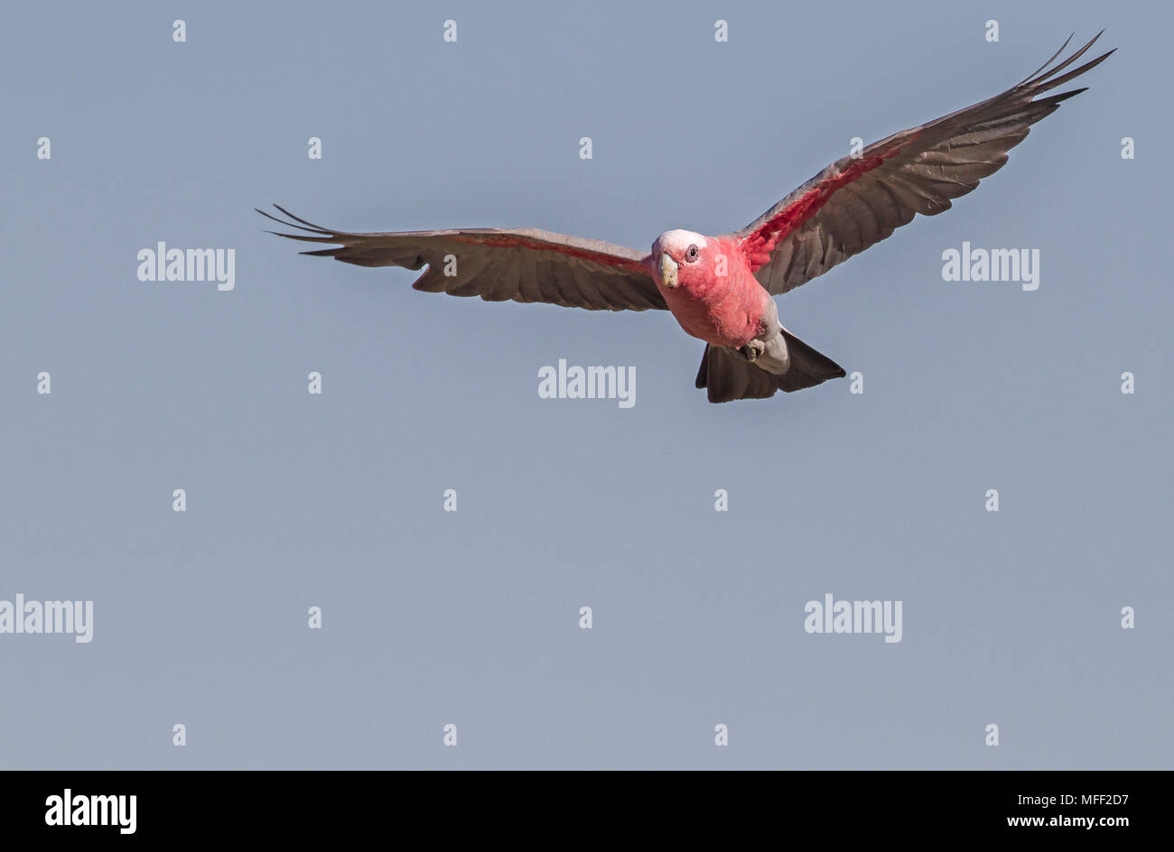 Galah (Eolophus roseicapillus), fam. Cacatuidae, maschio, Mulyangarie, South Australia, Australia, femmina Foto Stock