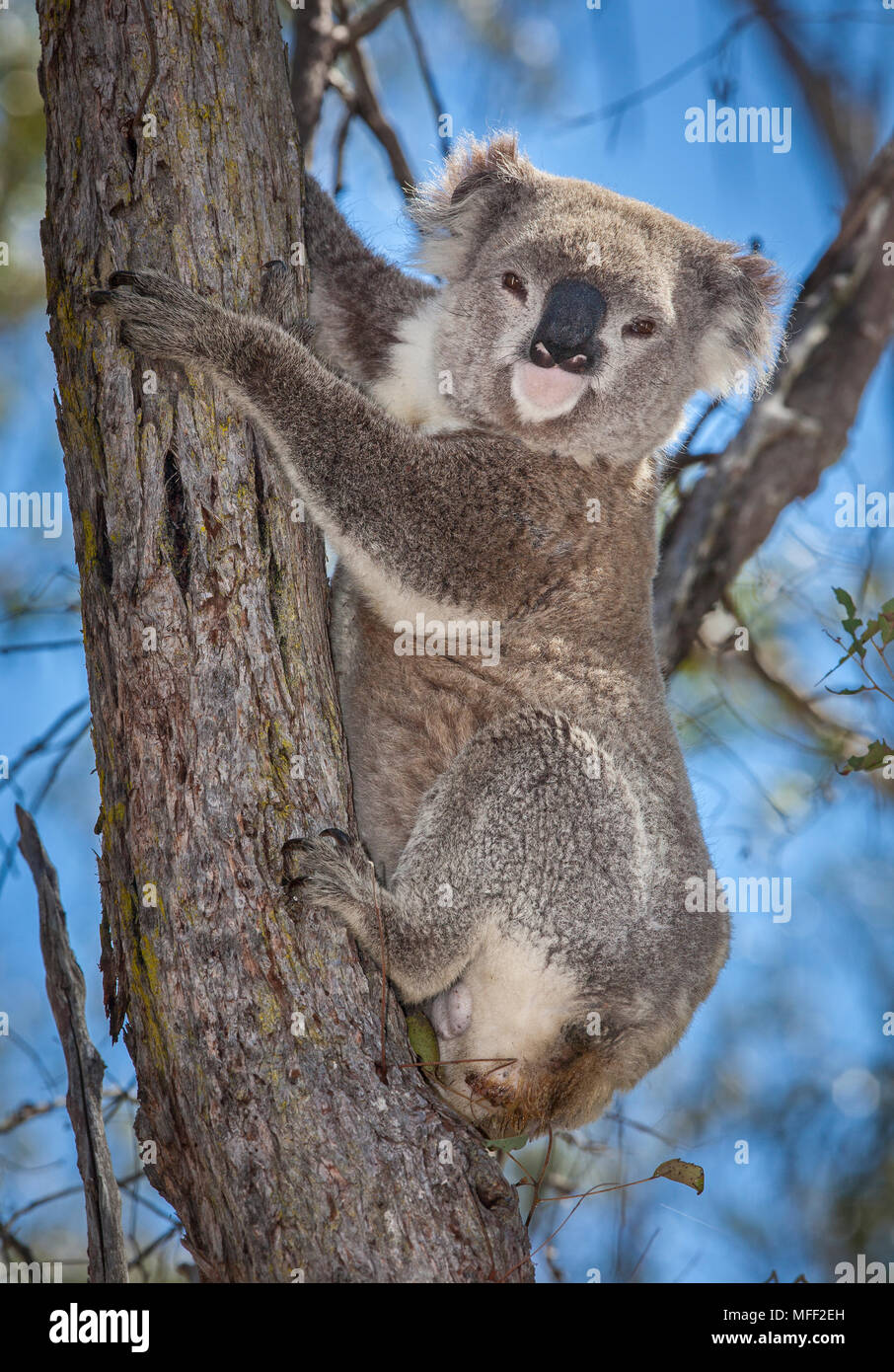 Koala (Phascolarctos cinereus), fam. Phascolarctidae, Imbota Riserva Naturale, Nuovo Galles del Sud, Australia Foto Stock