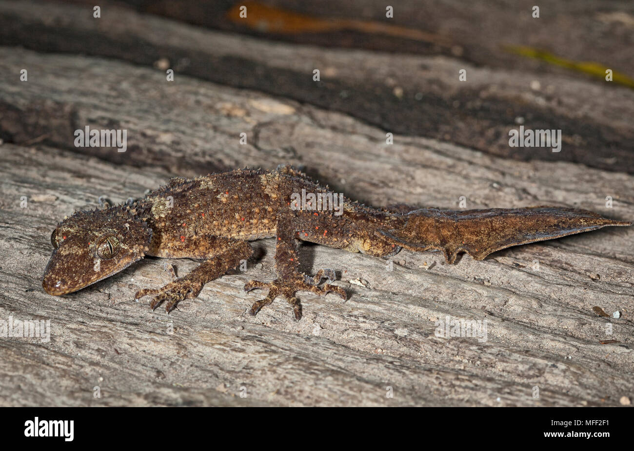 Foglia-tailed Gecko (Saltuarius kateae), fam. Carphodactylidae, la superficie liscia della coda è caratteristica per la sostituzione del pezzo di coda, Myall Lakes Nat Foto Stock