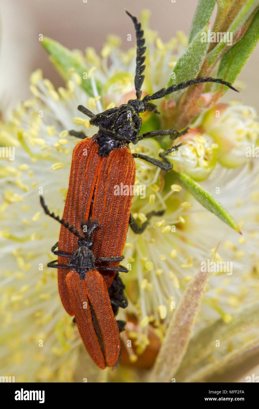 Net-scarabeo alato (Porrostoma rhipidium; fam. Lycidae [Net-winged coleotteri]), Coppia amting, Oxley Wild River National Park, New South Wales, Australia Foto Stock