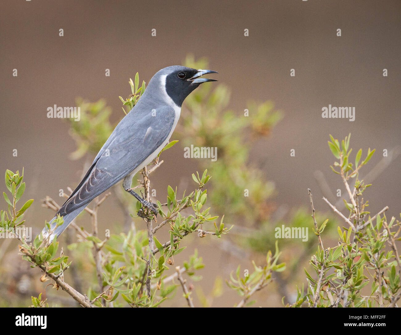 Woodswallow mascherato (Artamus personatus), fam. Artamidae, ansimando, stazione Mulyangarie, South Australia, Australia Foto Stock