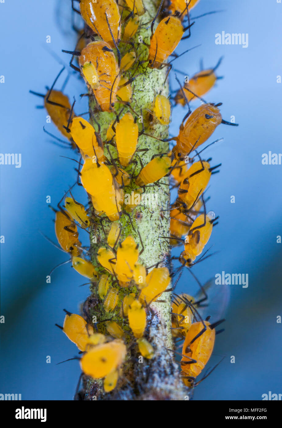 Milkweed afidi (Aphis nerii), fam. Scarabaeidae, alimentando sul cotone Narrow-Leaf Bush, Guy Fawkes National Park, New South Wales, Australia Foto Stock