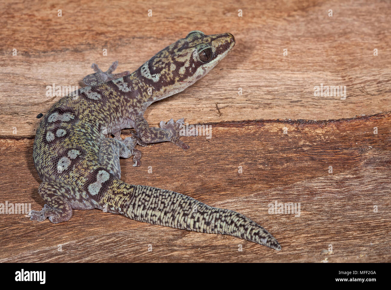 Velluto Ocellated gecko (Oedura monilis), fam. Gekkonidae, Warrumbungle National Park, New South Wales, Australia Foto Stock