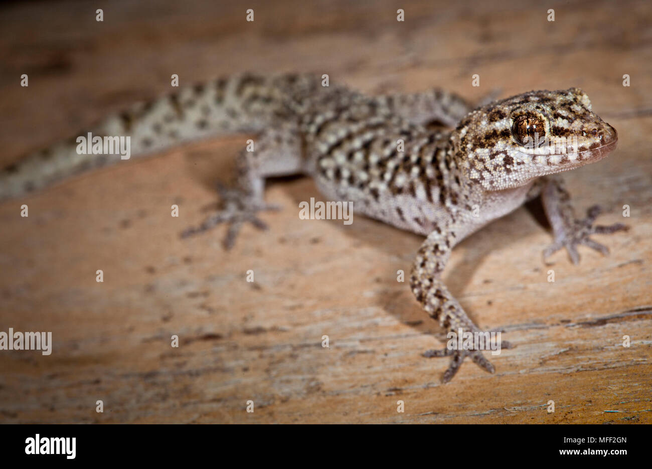 Fico d'india (Gecko Heteronotia binoei), Kinchega National Park New South Wales, Australia Foto Stock