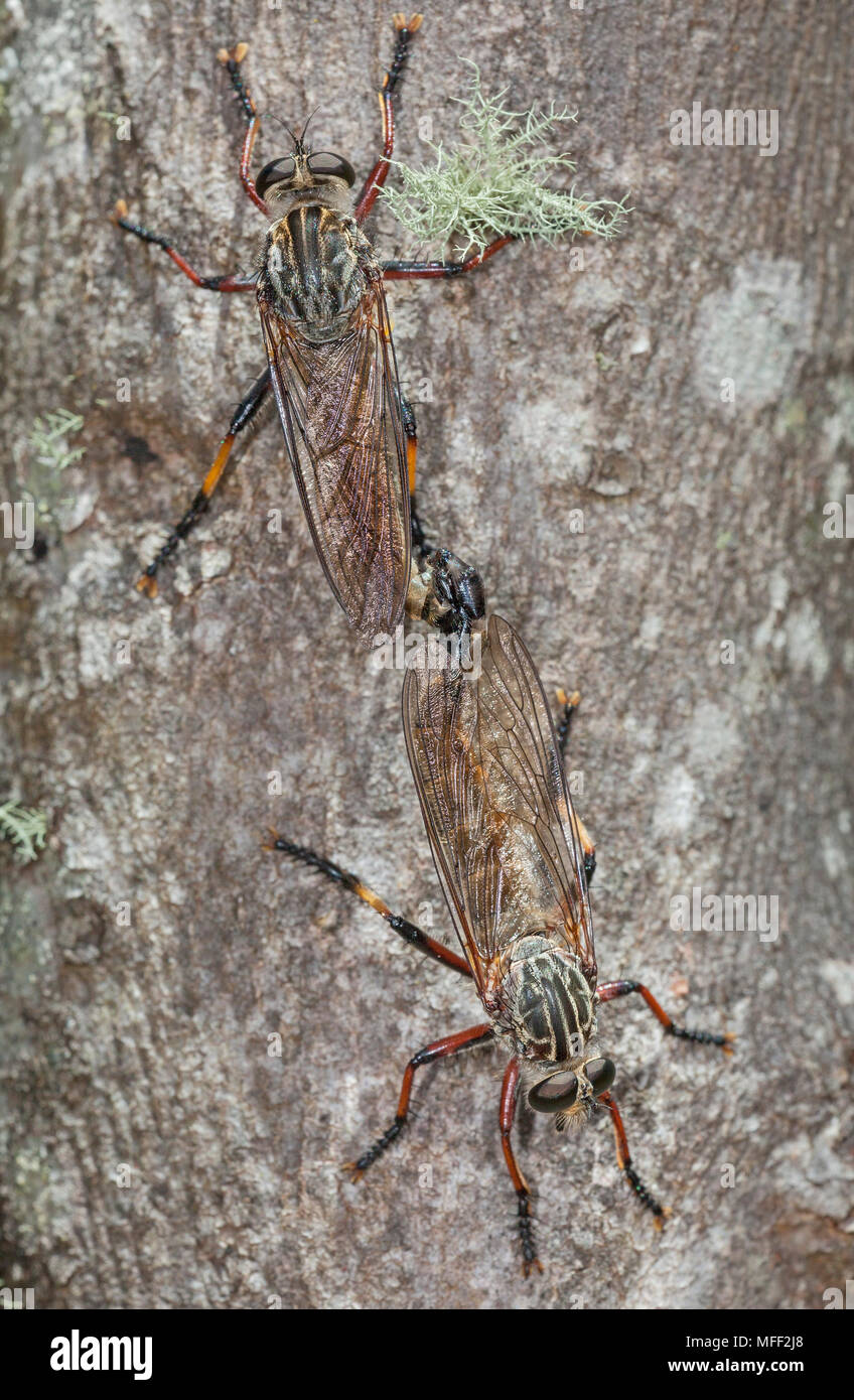 Comune rapinatore giallo Fly (Ommatius spp.), fam. Asilidae, accoppiamento, Imbota Riserva Naturale, Nuovo Galles del Sud, Australia Foto Stock