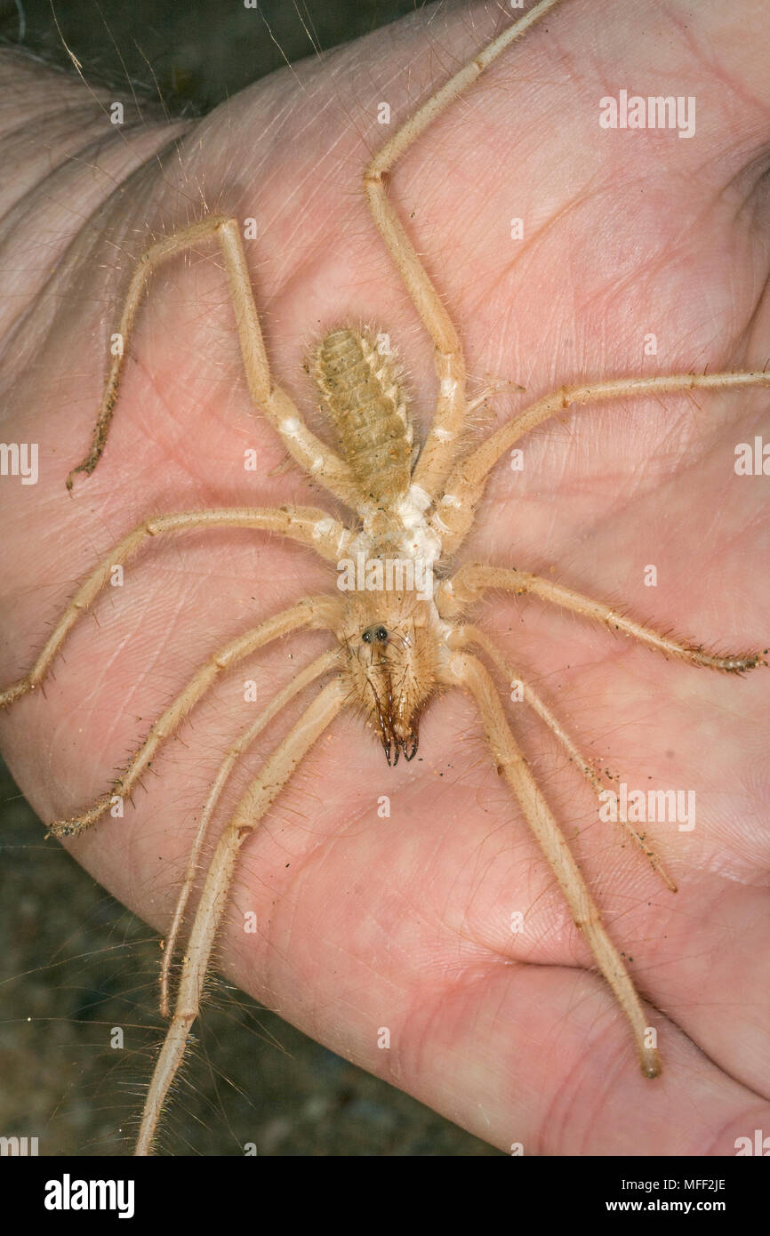 Camel Spider, vento Scorpion, Solifugae, maschio, Namibia Foto Stock