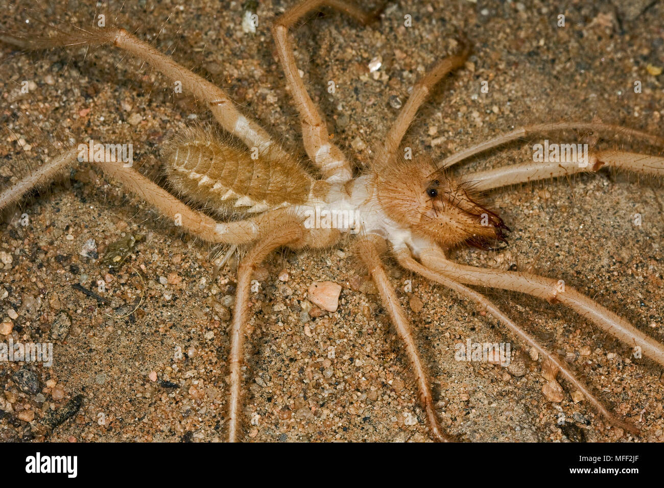 Camel Spider, vento Scorpion, Solifugae, maschio, Namibia Foto Stock