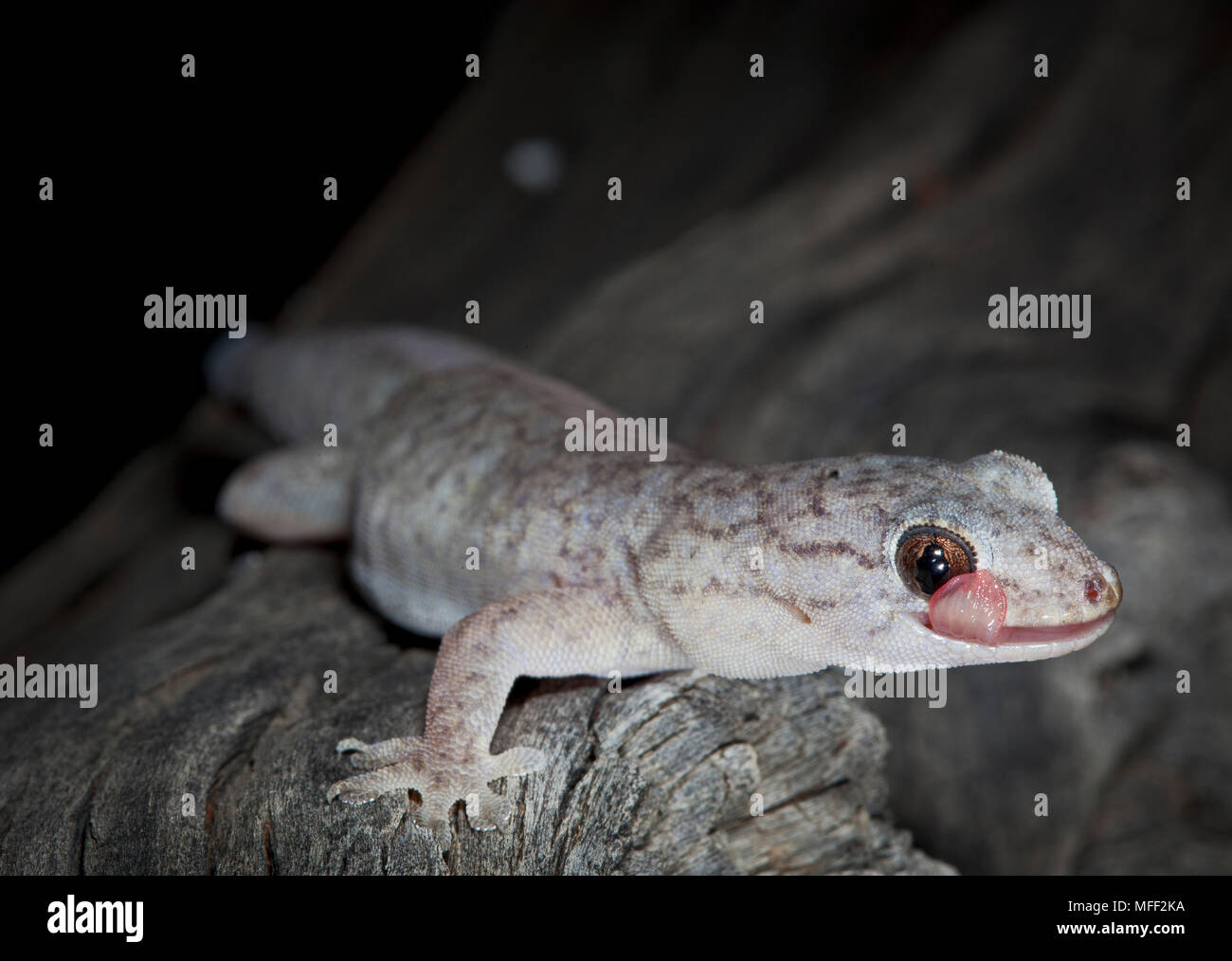 Tree Dtella (Gehyra variegata), fam. Gekkonidae), singoli leccare/pulizia il suo occhio, vecchia stazione Andado Territorio del Nord, l'Australia Foto Stock