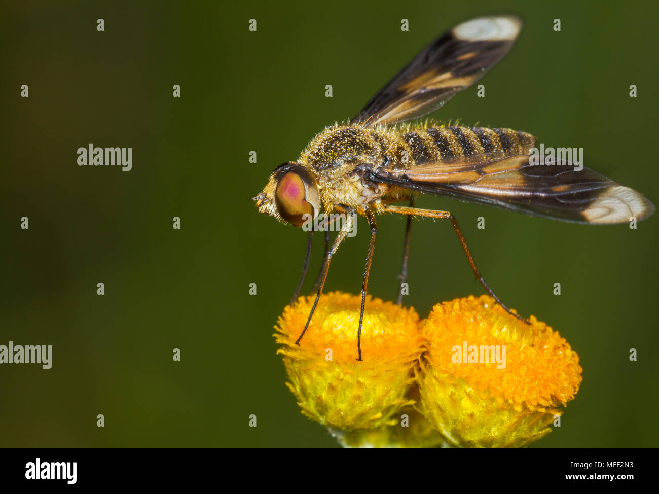 Bianco marrone-marrone con punta di Bee Fly (Comptosia walkeri), fam. Bombyliidae, Mt. Yarrowyck Riserva Naturale, Nuovo Galles del Sud, Australia Foto Stock