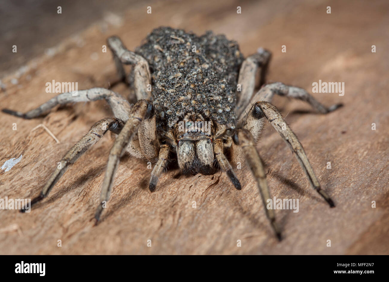 Wolfspider (Venatrix spp.?), fam. Lycosidae, Femmina trascinando spiderlings, Warrumbungle National Park, New South Wales, Australia Foto Stock