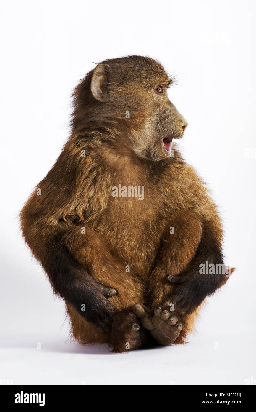 Chacma baboon (Papio ursinus). Giovane babbuino contro uno sfondo bianco. Dist. Africa meridionale. Data: 18.12.2008 Ref: ZB538_126466_0002 CRE OBBLIGATORIA Foto Stock