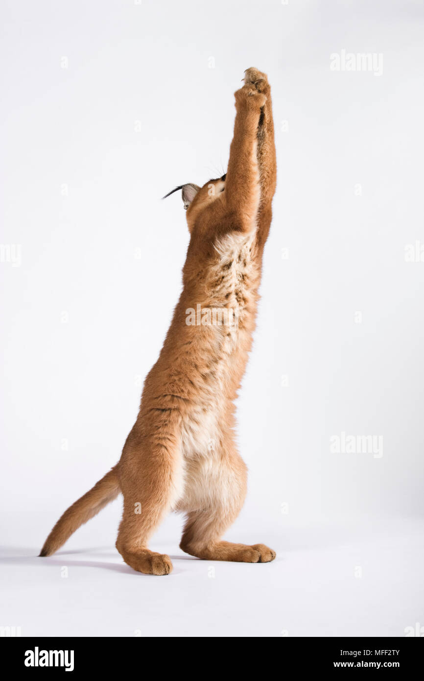 Caracal (Felis caracal) un piccolo gatto predatori saltando. Contro uno sfondo bianco. Dist. dall Africa all India Data: 18.12.2008 Ref: ZB538 126466 0048 COMP Foto Stock