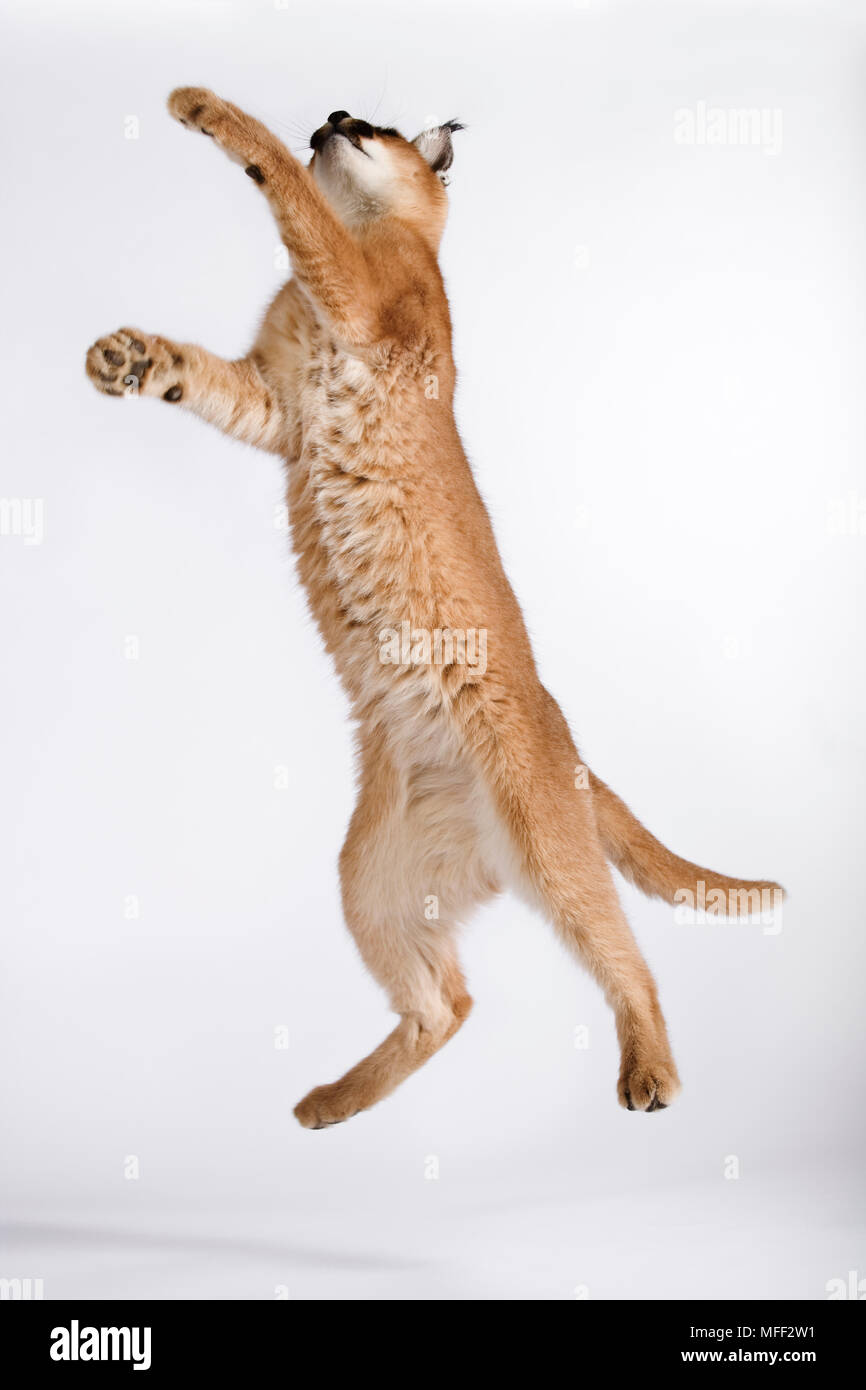 Caracal (Felis caracal) un piccolo gatto predatori saltando. Contro uno sfondo bianco. Dist. dall Africa all India Data: 18.12.2008 Ref: ZB538 126466 0049 COMP Foto Stock