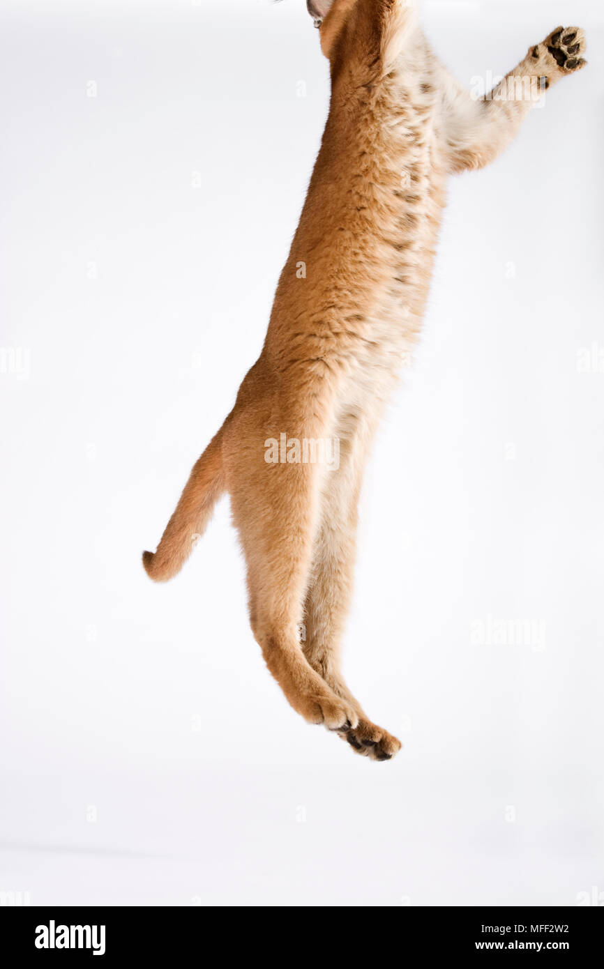 Caracal (Felis caracal) un piccolo gatto predatori saltando. Contro uno sfondo bianco. Dist. dall Africa all India Data: 18.12.2008 Ref: ZB538 126466 0050 COMP Foto Stock