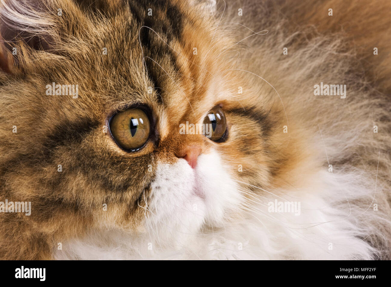 Calico Tabby tri color persiano. Studio shot contro il retro bianco di massa. Data: 18.12.2008 Ref: ZB538 126466 0087 OBBLIGATORIO DI CREDITO: NHPA/Photoshot Foto Stock