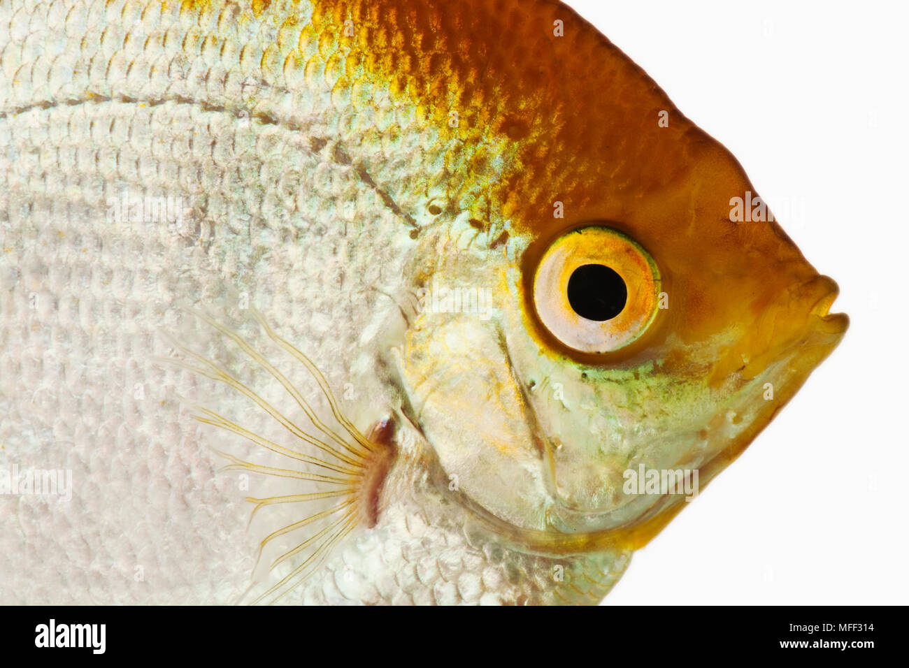 Golden Freshwater Angelfish (Pterophyllum scalare). Tropicali carnivore pesci di acqua dolce. Dist. Amazon bacini fluviali in tropicale a sud America. Studio Foto Stock