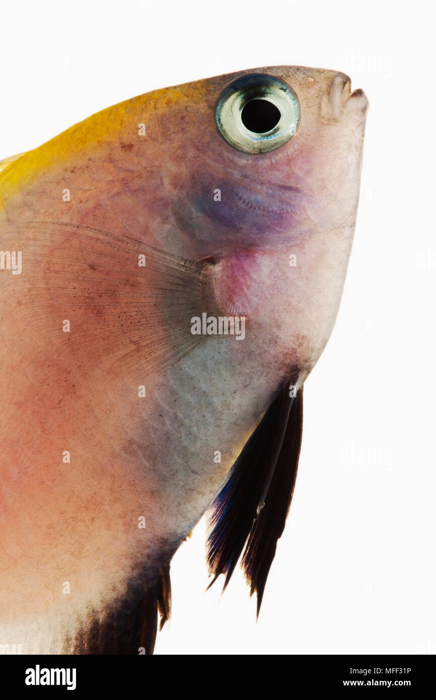 Nero fanciulla axil pesce (Pomacentrus nigromanus). Noto anche come Goldback fanciulla e nero-fin fanciulla. Dist. Western Central Pacific: Indonesia, Philipp Foto Stock